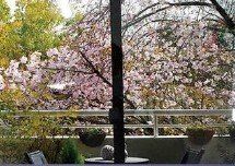 その他　【眺望】春には桜がバルコニーから望める眺望